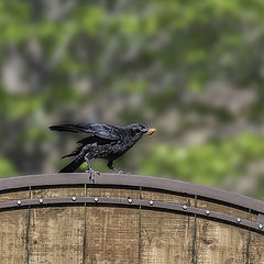 фото "Common Raven Birds"