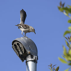 photo "Mockingbird"