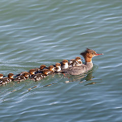 фото "Red-breasted -merganser"