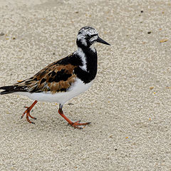 photo "Ruddy Turnstone"