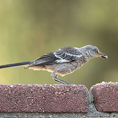 photo "Northern Mockingbird"