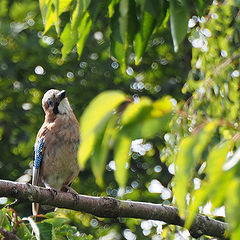 photo "Youngster steeling my cherries"