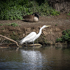 фото "Great Egret"