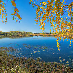 фото "Желтая осень"