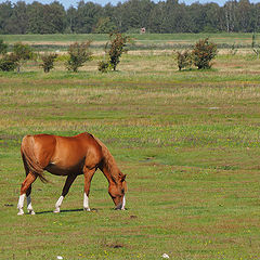 фото "Natural lawn mower"