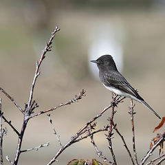 photo "Black Phoebe"