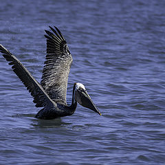 photo "Brown pelican"