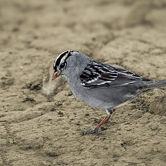 photo "White-crowned Sparrow"