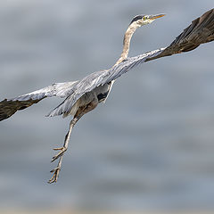 фото "Great blue heron"