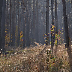фото "Утренний лес."
