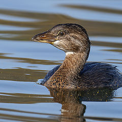 фото "Pied- billed Grebe"