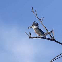 photo "Belted Kingfisher"