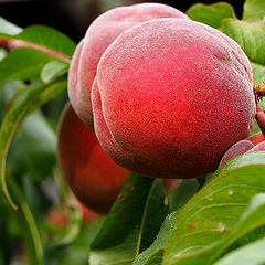фото "My Peaches"