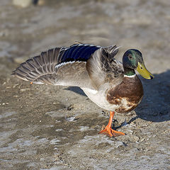 фото "Mallard ducks stand on one leg"