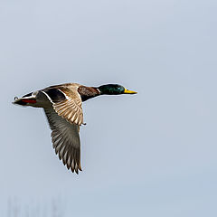 фото "Mallard"