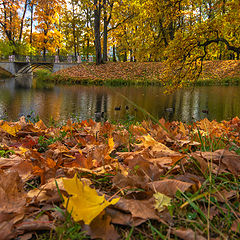 фото "Осенняя зарисовка в Царкосельском парке"