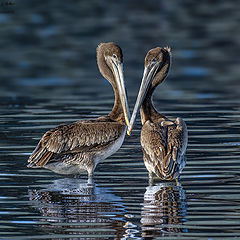 photo "Browne Pelican"