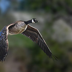 photo "Canada goose"