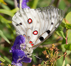 photo "Apollo"