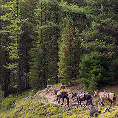 photo "Along the paths of Altai"