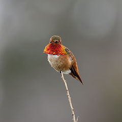 photo "Allen's hummingbird"