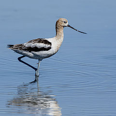 photo "American Avocet"