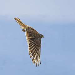 photo "American Kestrel"