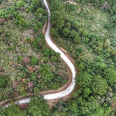 фото "forest and road"