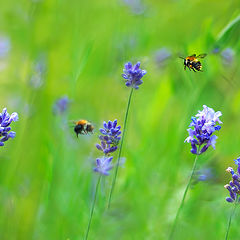 photo "Summer is a small life"