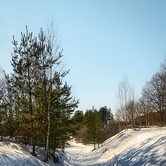 фото "По зимнему лесу"