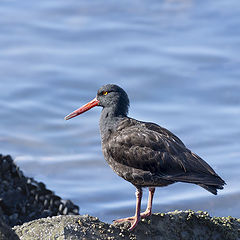 photo "Black Ostercather"