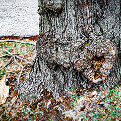 photo "The Unenviable Fate of Trees in the City"