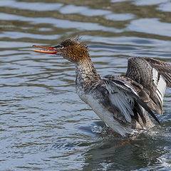 фото "Red-breasted -merganser"