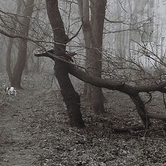 фото "как вода ломает деревья"