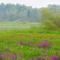 photo "In the Mist"