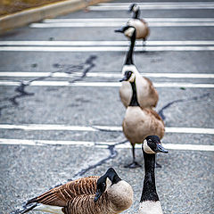 photo "Having Parked"