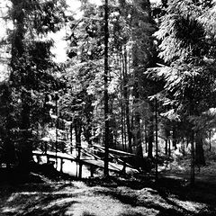 фото "Мостки в лесу"