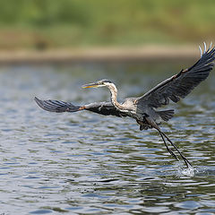 фото "Grat Blue Heron"