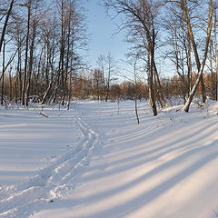 фото "По лесу.."