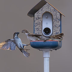 фото "House Sparrow"