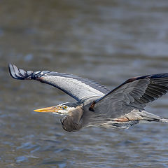 photo "Grat Blue Heron"