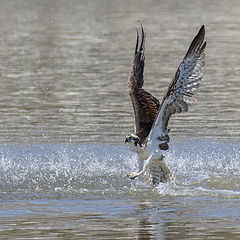 photo "Osprey"