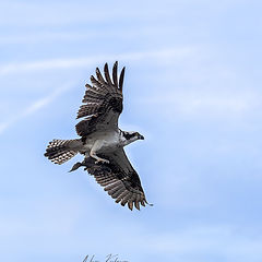 photo "Osprey"