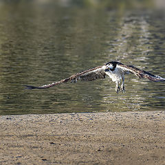 фото "Osprey taking off in Malibu Lagoon Ca."