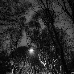фото "Зимняя ночь в парке."
