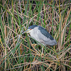 фото "Black-crowned Night-Heron"