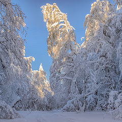 фото "Замороженный лес"