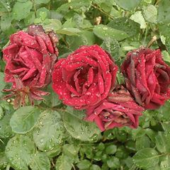 фото "Как хороши, как свежи будут розы... Всем моим критикам посвящаю"