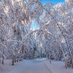 фото "Зимняя аллея"