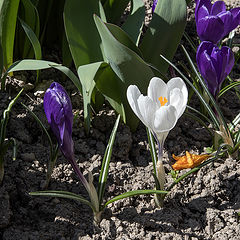 фото "В горах уже весна..."